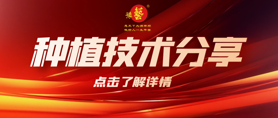 要想種出精品率高的胡蘿卜，這7點(diǎn)要注意！
