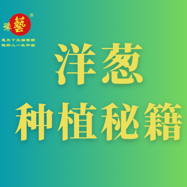洋蔥種植秘籍：掌握這八點(diǎn)，種出優(yōu)質(zhì)洋蔥！